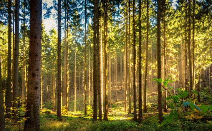 如果環(huán)境氣候破壞事件持續(xù)的增加，那么這些外部因素將導(dǎo)致對(duì)顆粒燃料的更高需求