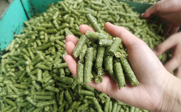 鋸末顆粒機(jī)顆粒燃料 鋸末顆粒機(jī)顆粒燃料