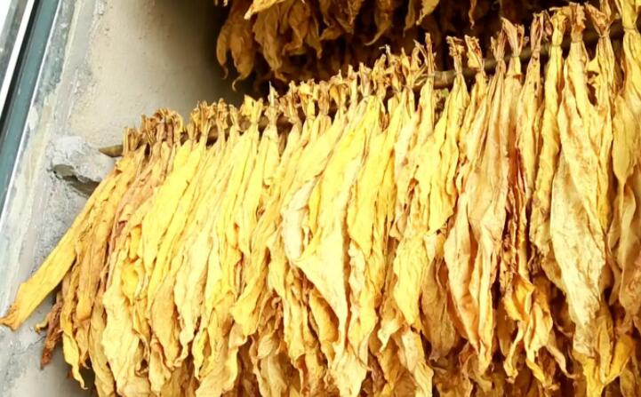 “烘烤出來的煙葉非常漂亮，色澤勻稱鮮亮，不像以前燃煤烘烤容易掛灰，鋸末顆粒機的顆粒燃料烤煙既環(huán)保又降低了勞動強度?！痹谠摯鍦阉汉婵竟?，種植戶張國輝忙著將一桿桿“黃金葉”從生物質新能源烤房中取出，他對“綠色烘烤”贊不絕口。