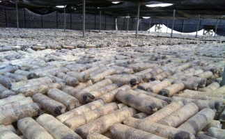 廢舊菌棒如何廢物利用？用鋸末顆粒機能增加收入